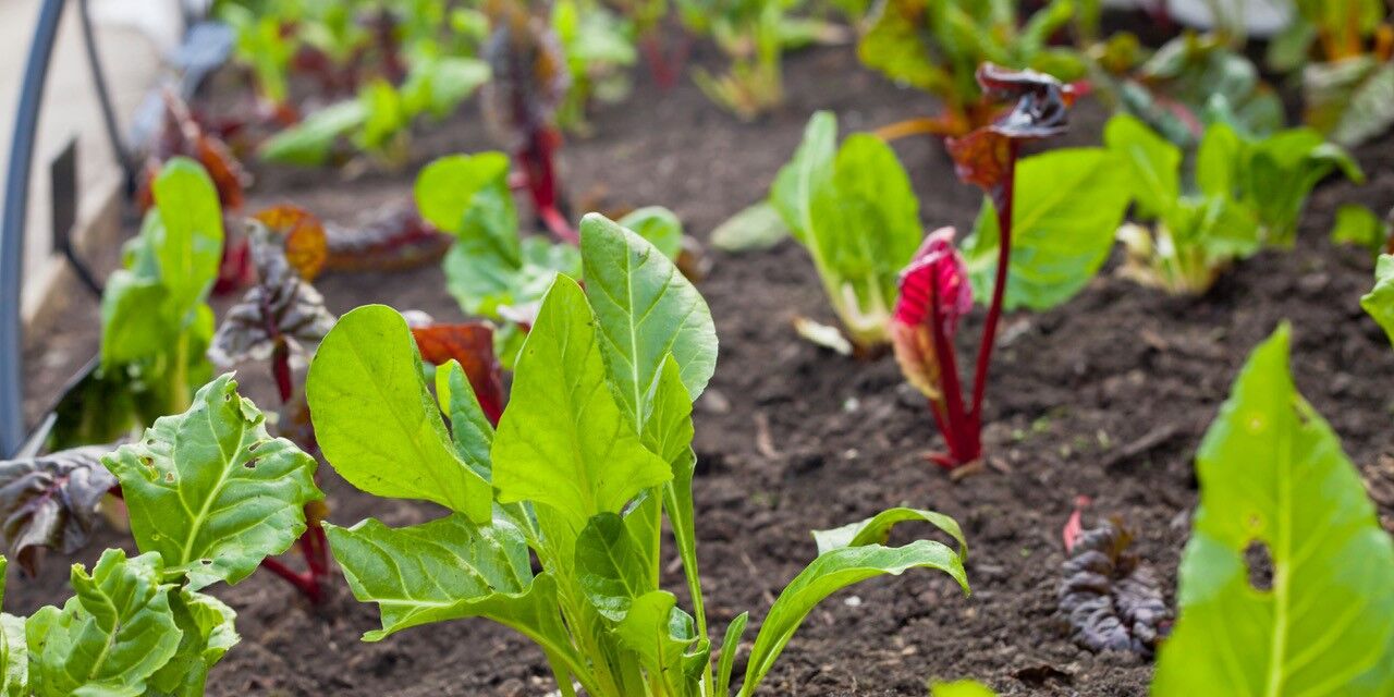 swiss chard